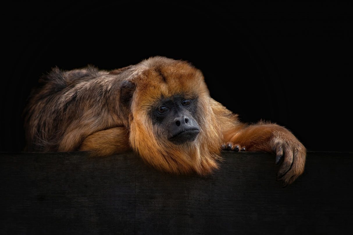 I'm Bored - Baboune - Alouatta Macconnelli Poster och Canvastavla