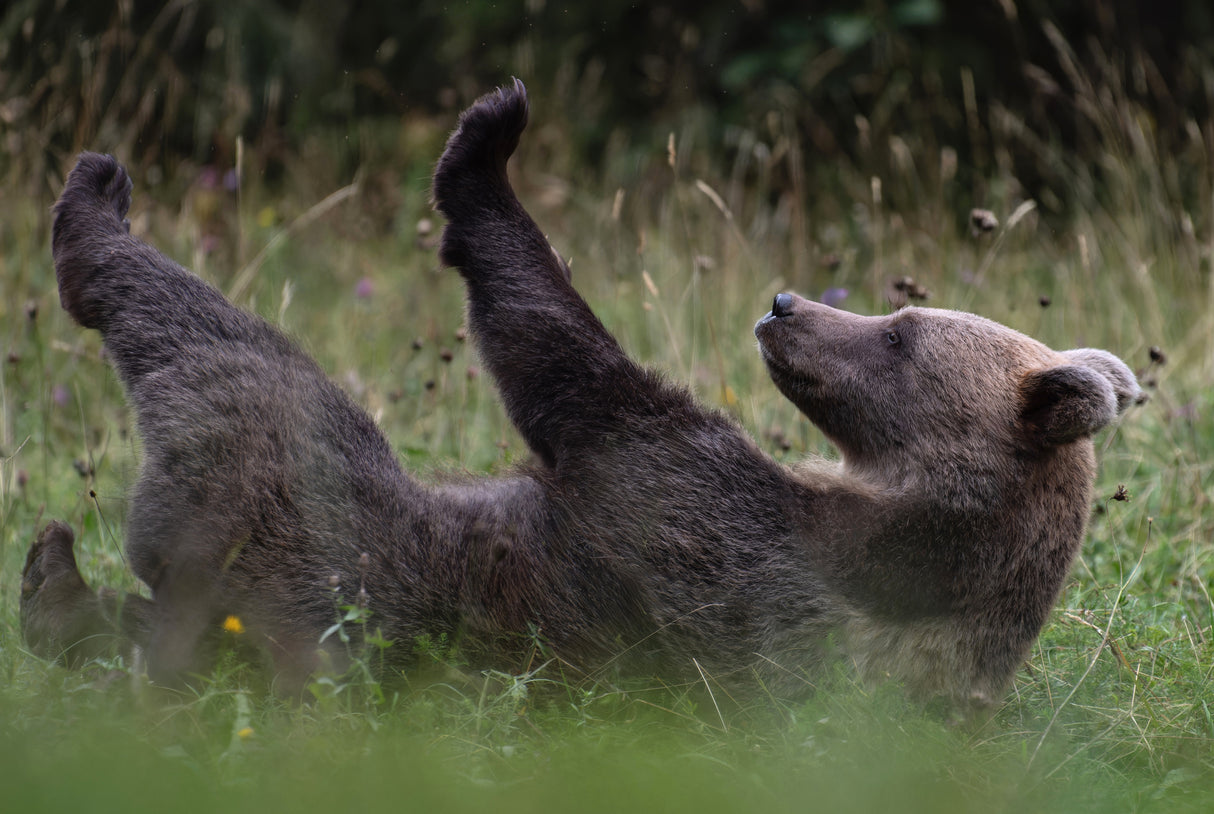 Claws are fine Poster och Canvastavla