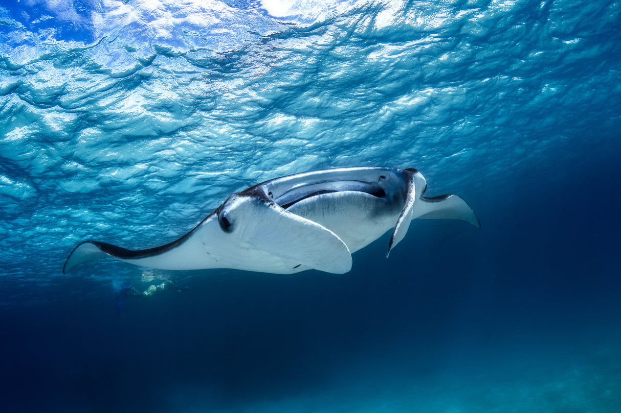 Manta ray Poster och Canvastavla