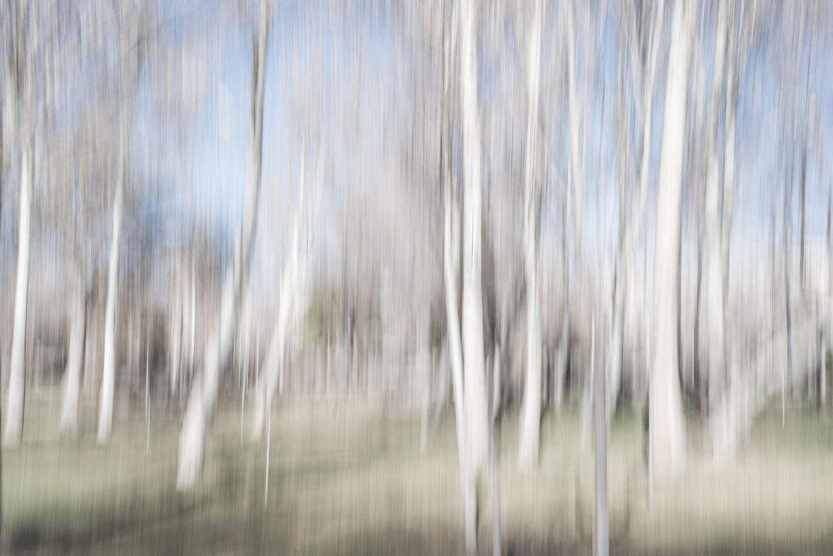 Moving birch trees Poster och Canvastavla