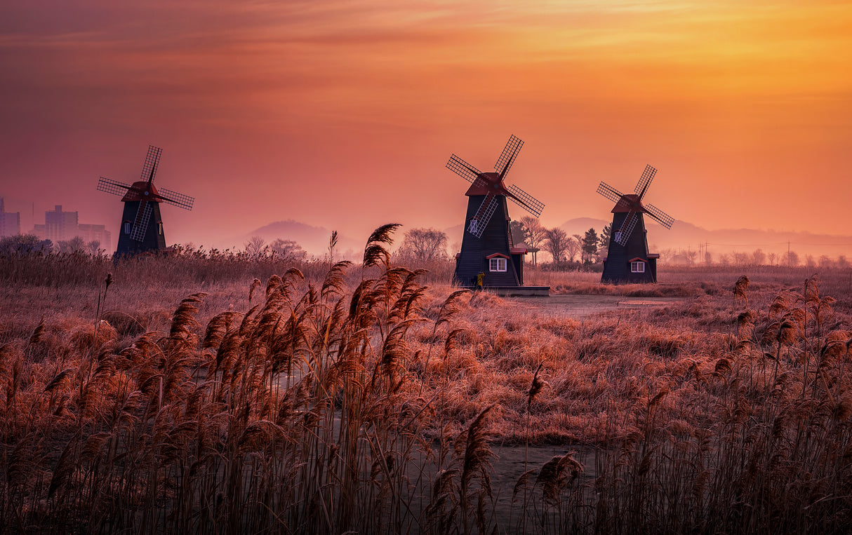 Yellow morning Poster och Canvastavla