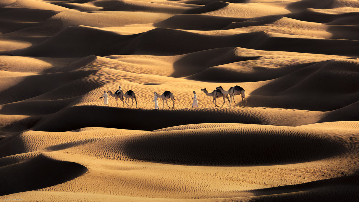 Life in the desert Poster och Canvastavla