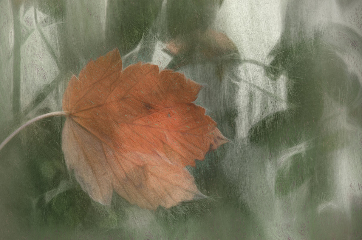 lonely leaf Poster och Canvastavla