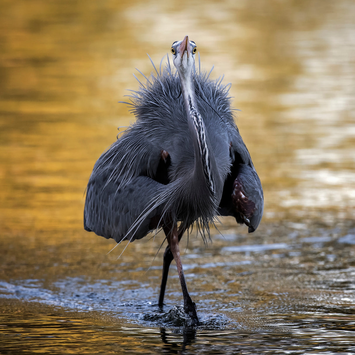 Dress Appearance Poster och Canvastavla