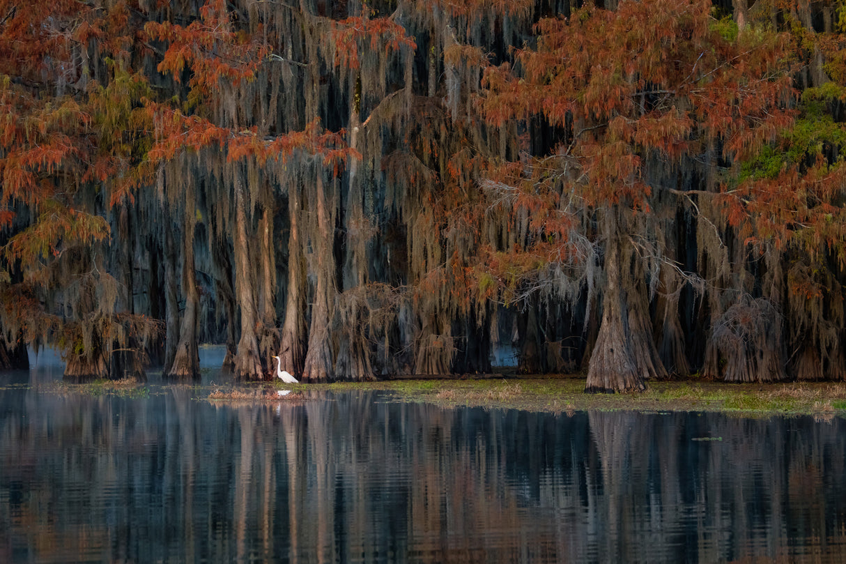 The swamp in autumn Poster och Canvastavla