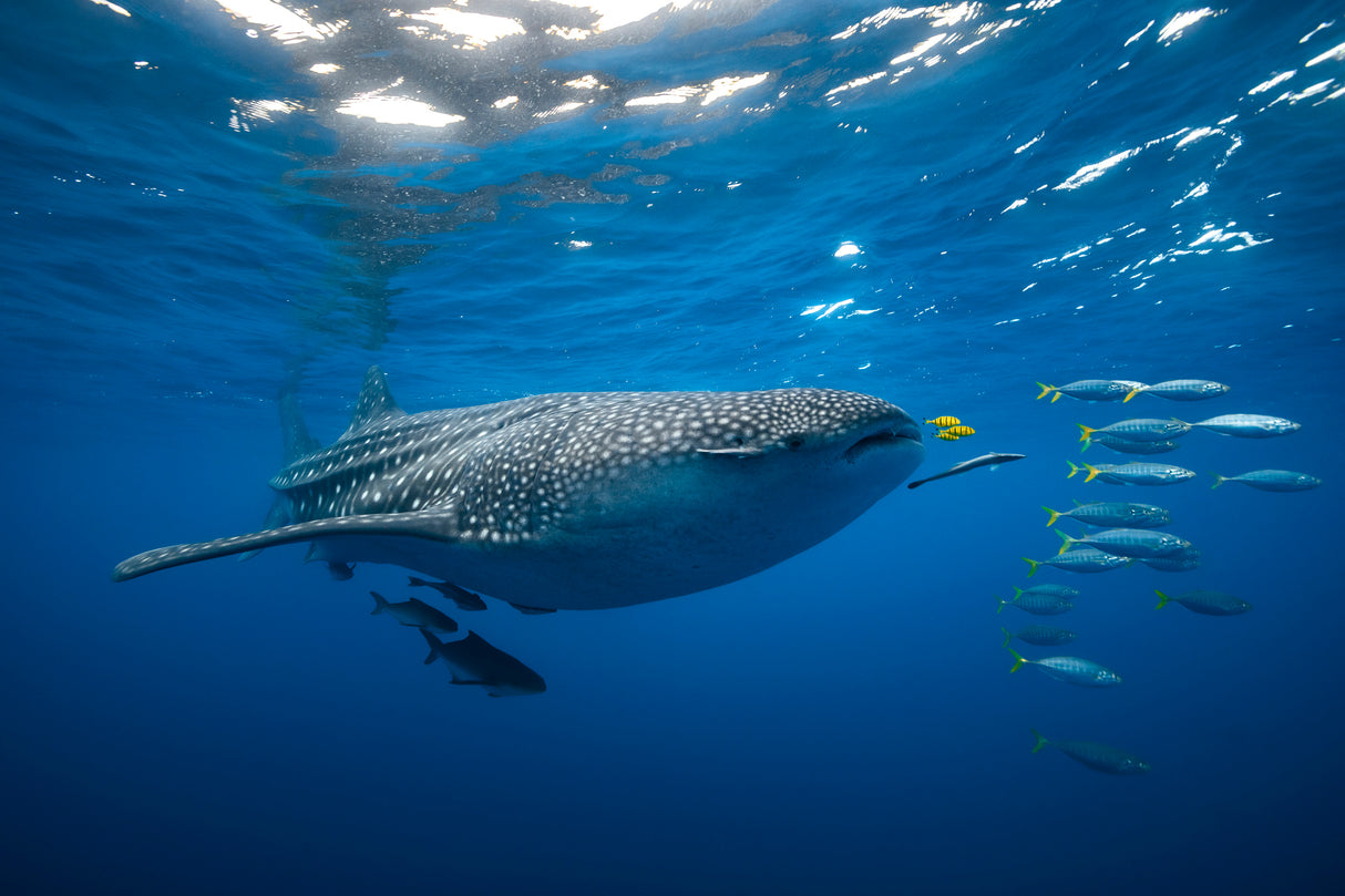 Tuna Shoal and whale shark Poster och Canvastavla