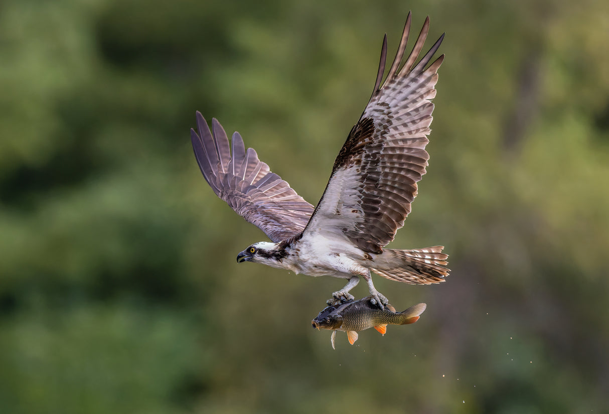 Osprey with catch Poster och Canvastavla