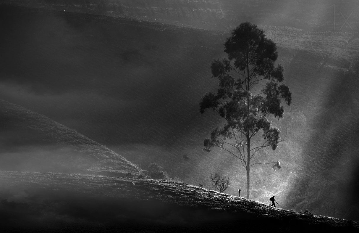Itself on a long journey Poster och Canvastavla