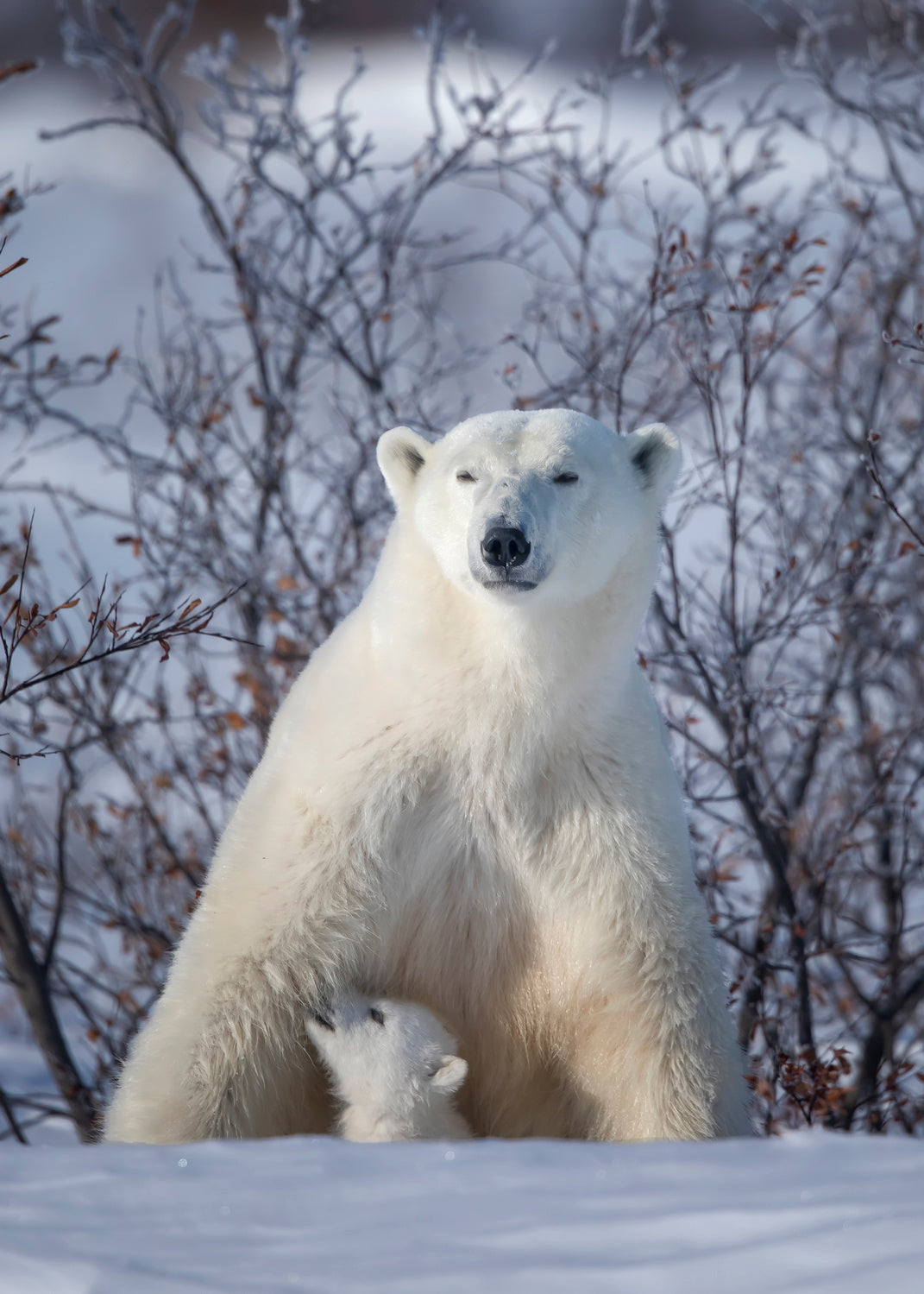 Mama, where is the milk.... Poster och Canvastavla