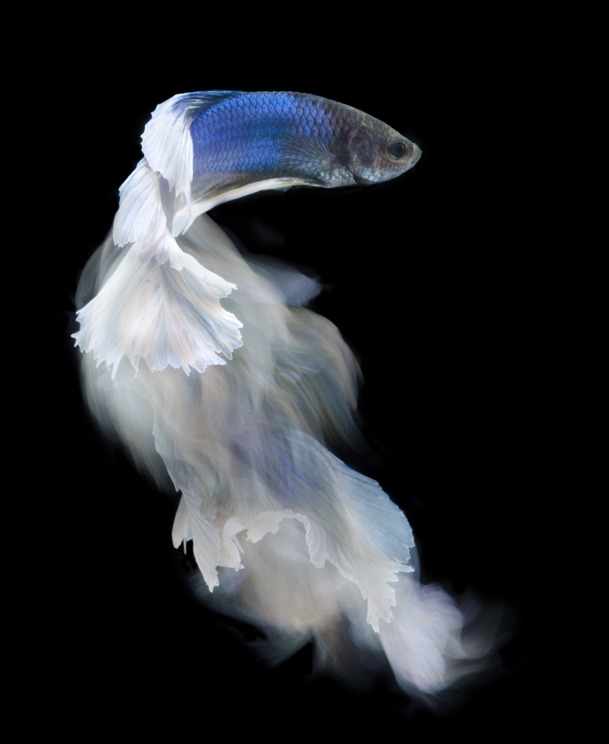 Blue and white bettafish Poster och Canvastavla