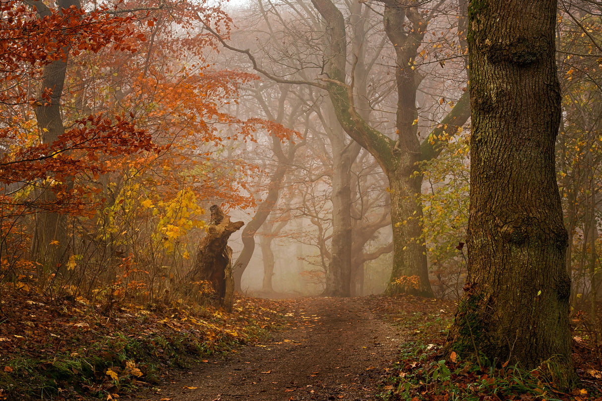 My autumn walk Poster och Canvastavla