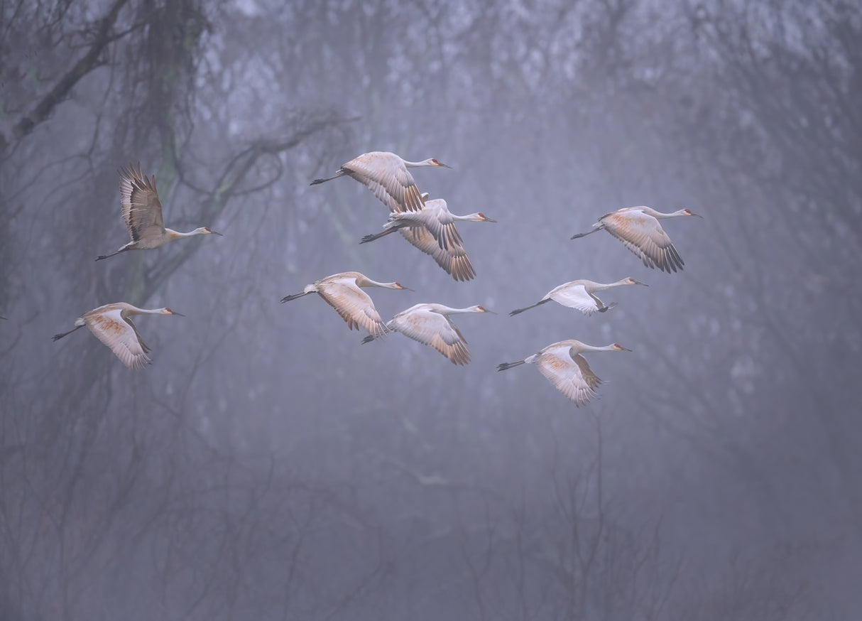 Sandhill cranes in foggy morning Poster och Canvastavla