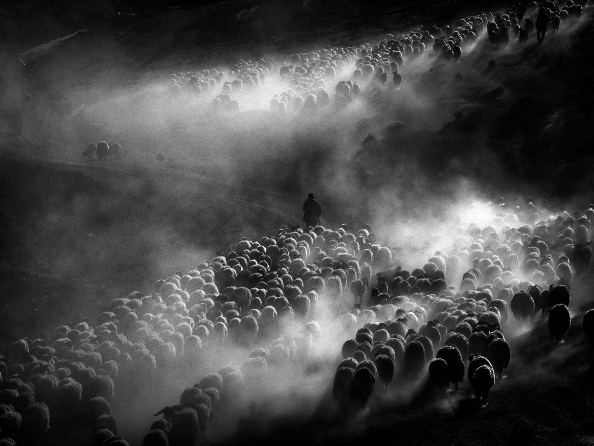 herd of sheep Poster och Canvastavla