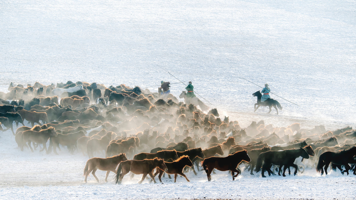 Fine Horses Poster och Canvastavla