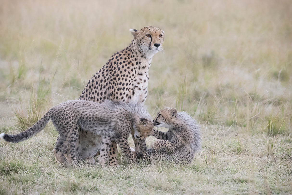 Playful Cubs Poster och Canvastavla