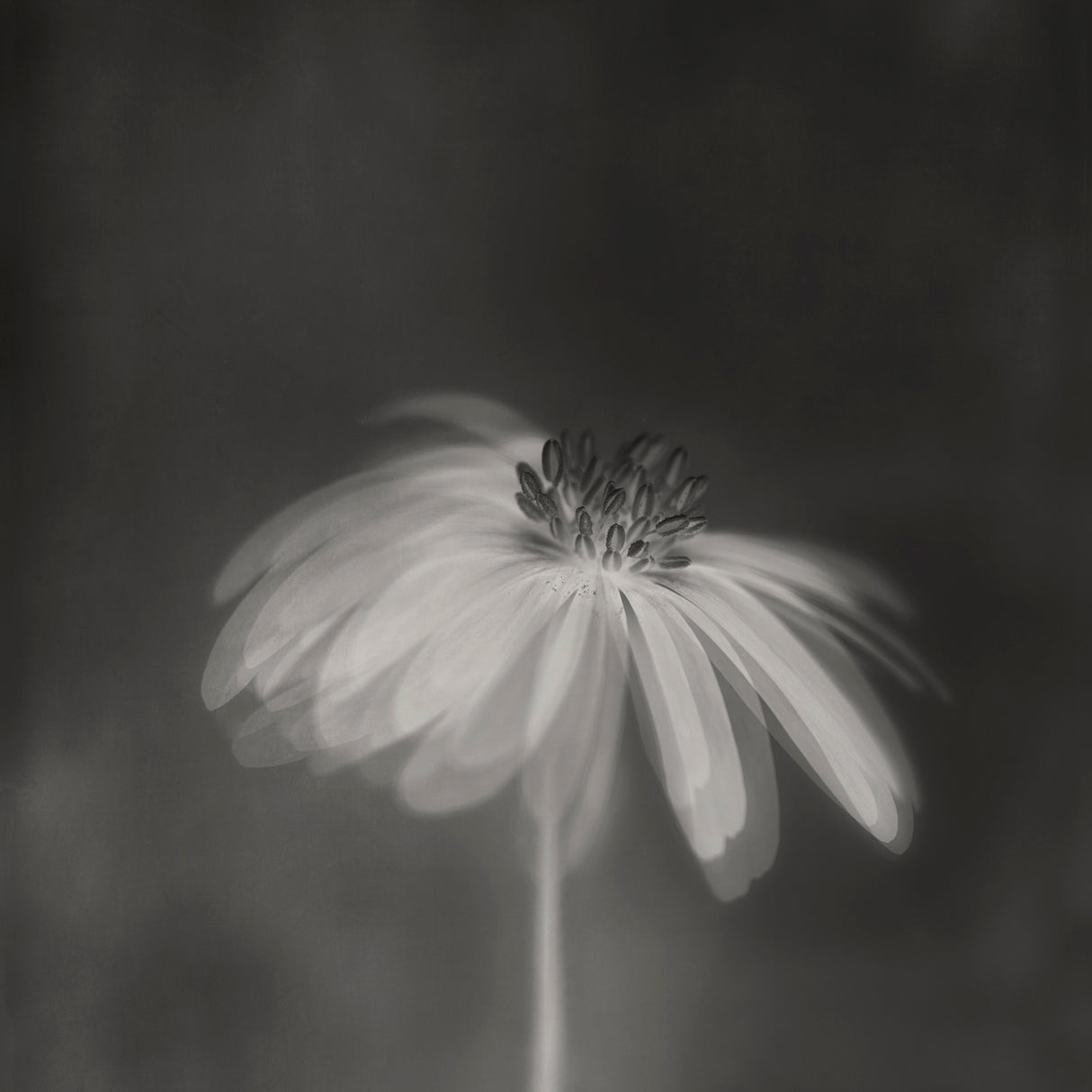 Dark sepia Poster och Canvastavla