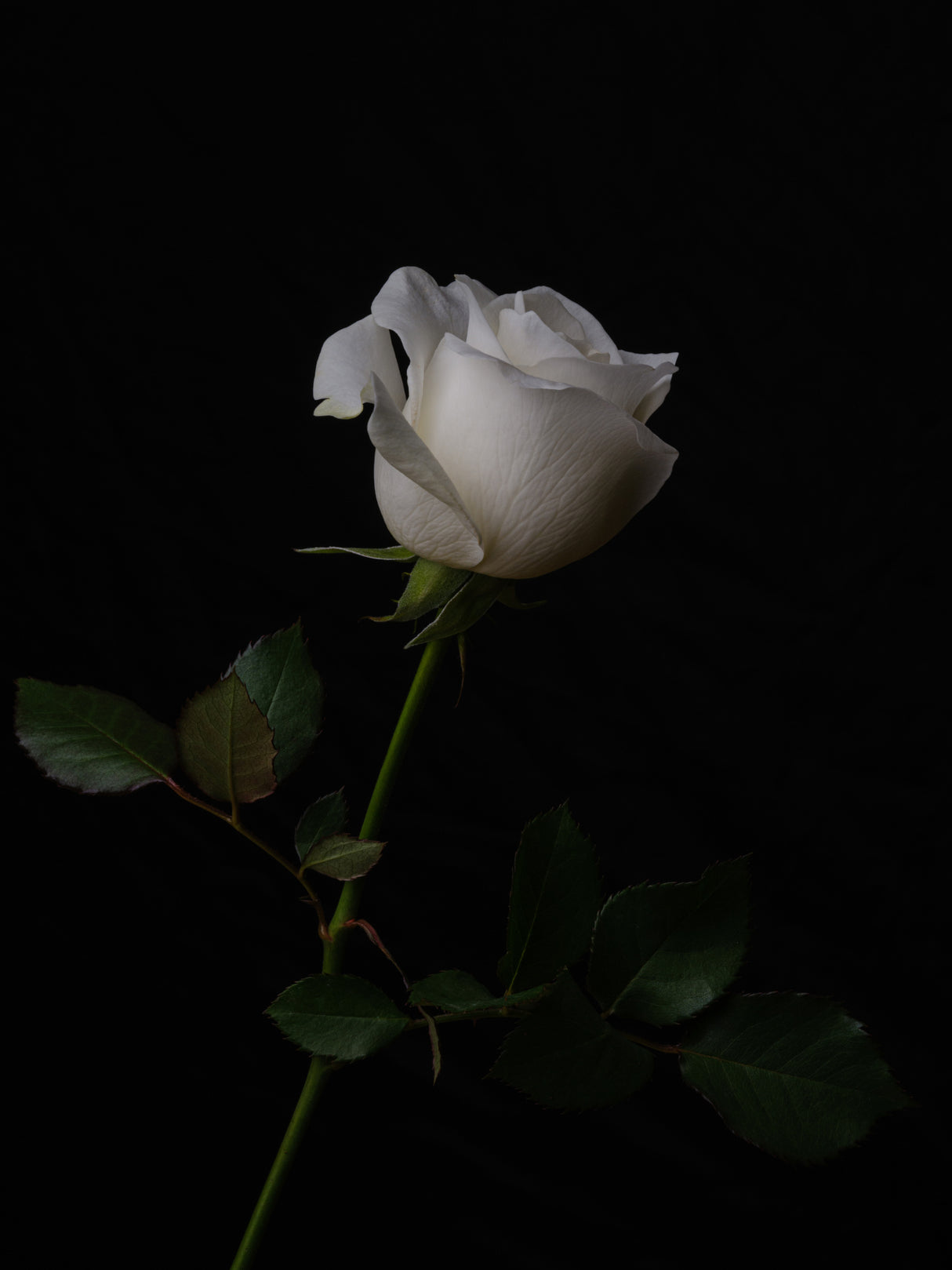 white rose Poster och Canvastavla