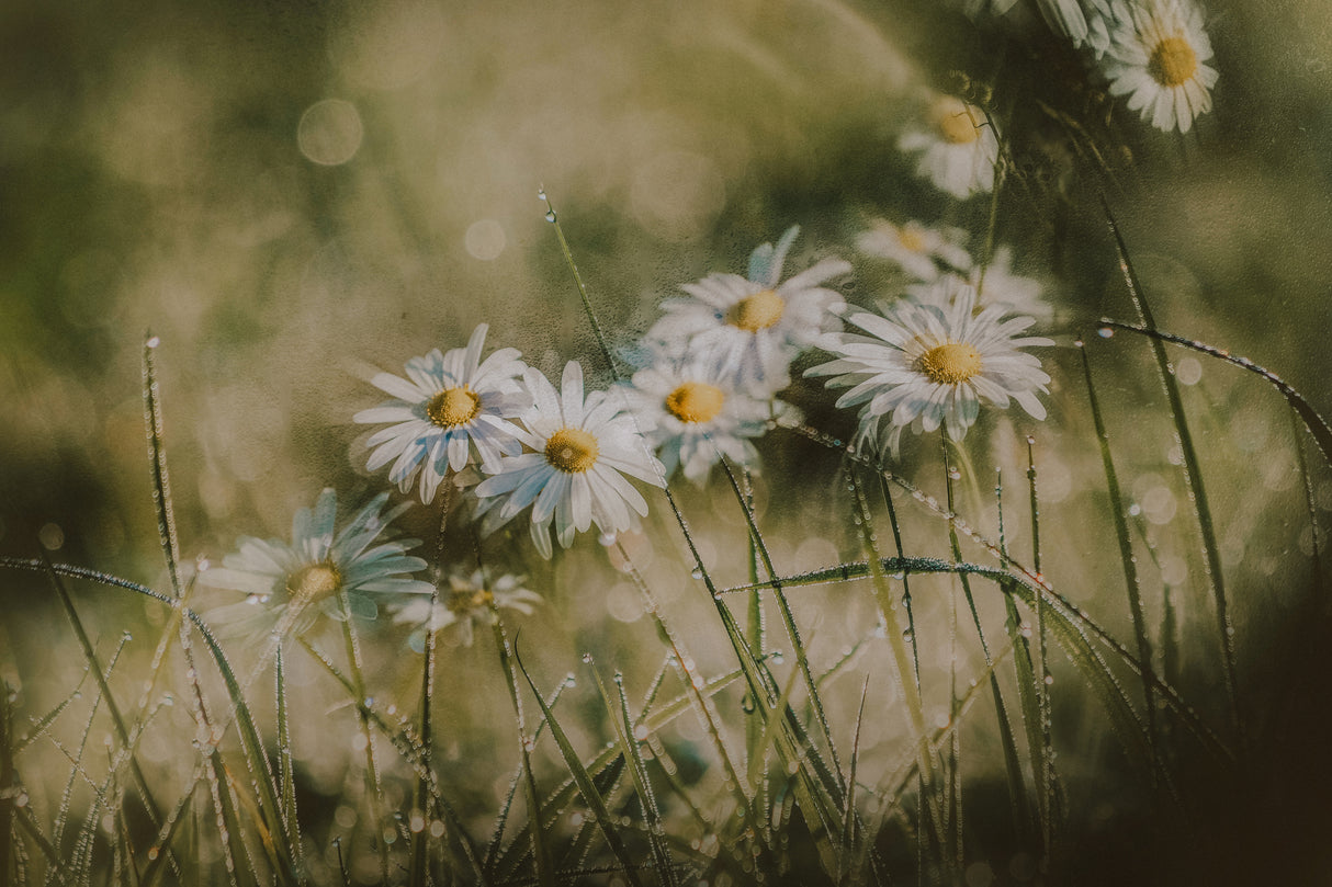 daisies in early morning Poster och Canvastavla