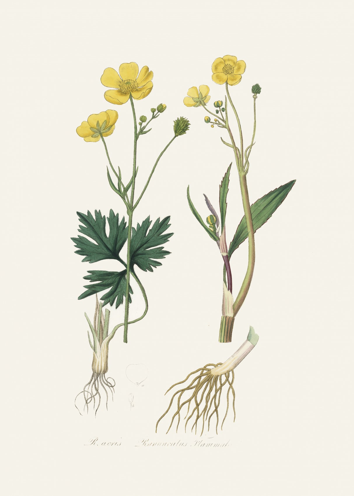 Lesser Spearwort (ranunculus Flammula) Medical Botany Poster och Canvastavla