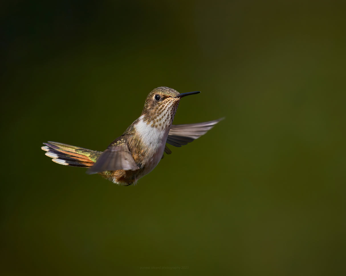 Volcano Humming Bird Poster och Canvastavla