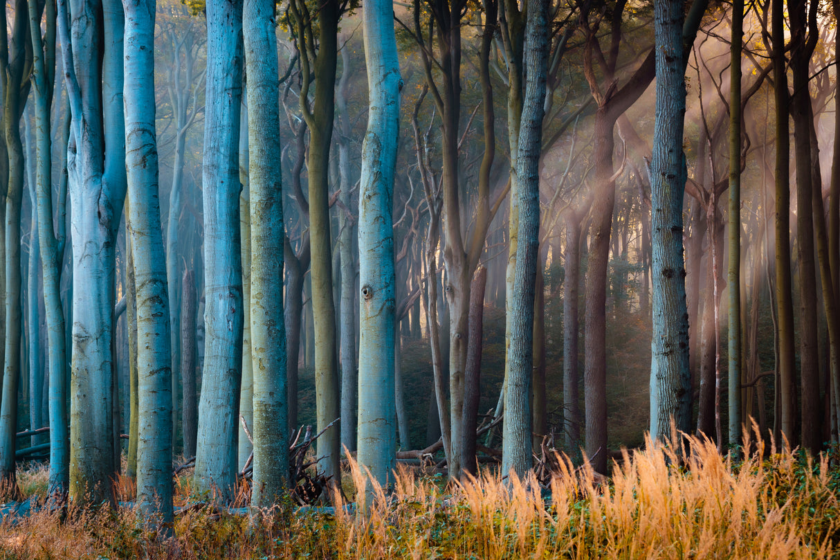 Light in the Woods Poster och Canvastavla