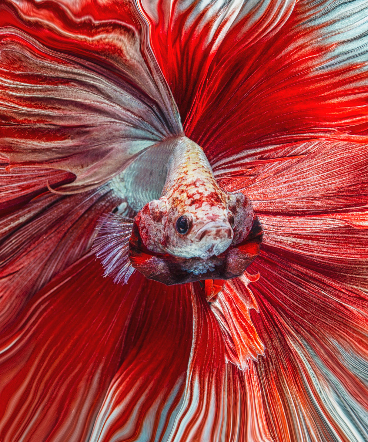 The Red Fish Poster och Canvastavla
