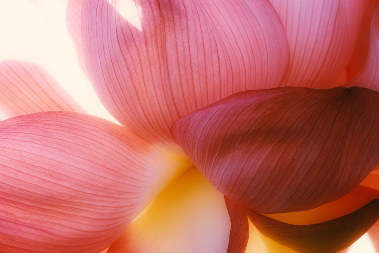 Intuition Poster och Canvastavla