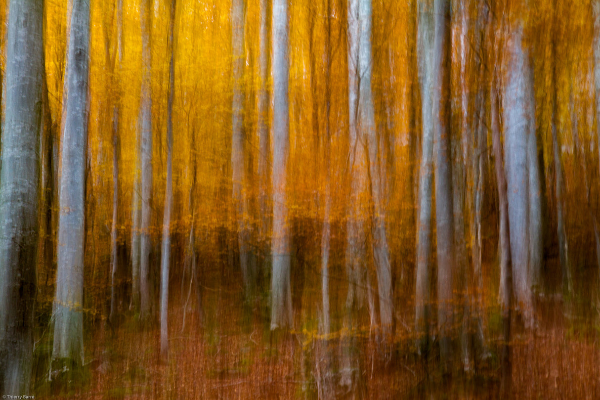 Feel of autumn ... Poster och Canvastavla