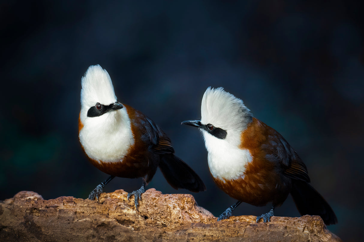 White-crested laughingthrush Poster och Canvastavla