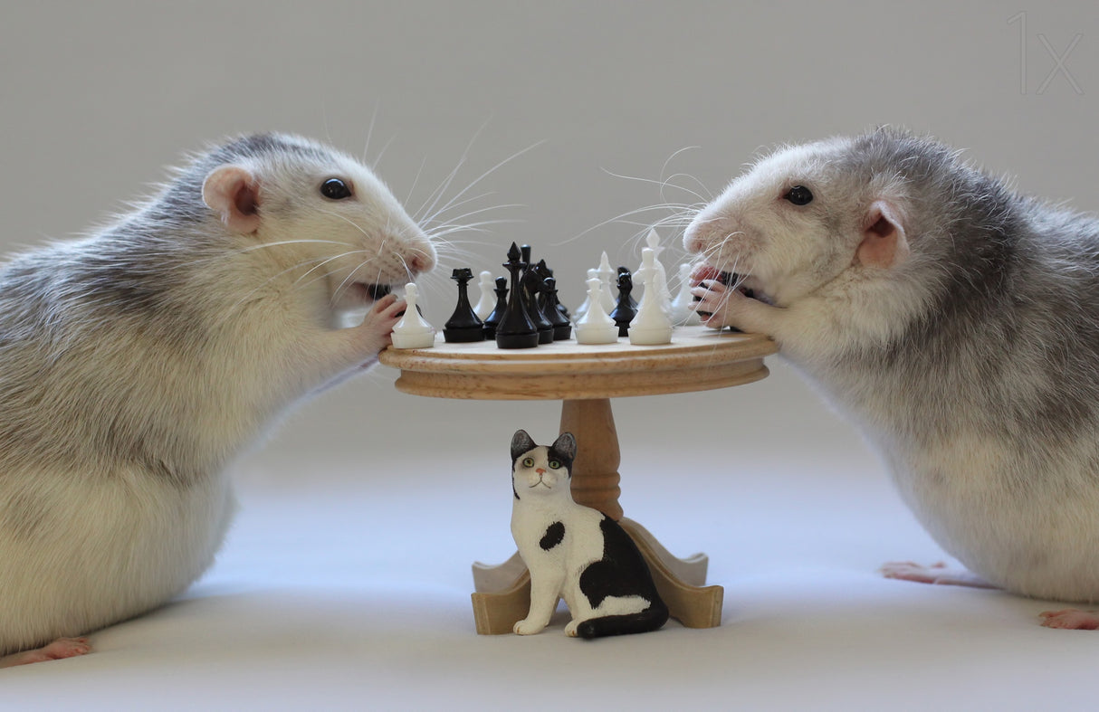 Playing Chess! Poster och Canvastavla