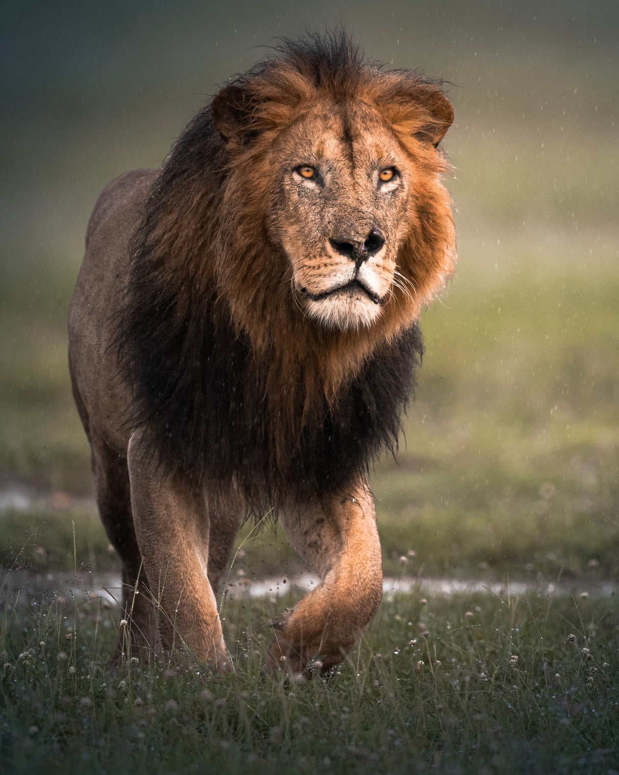 The King Poster och Canvastavla