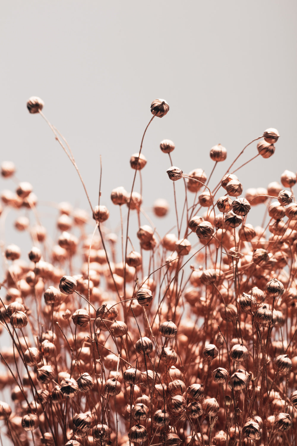 Dried Grass Copper 05 Poster och Canvastavla