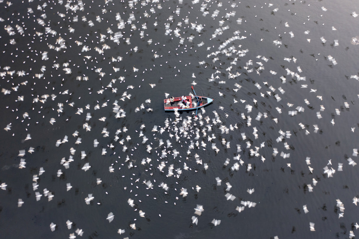 Thousands of migratory birds around the boats for feeding Poster och Canvastavla