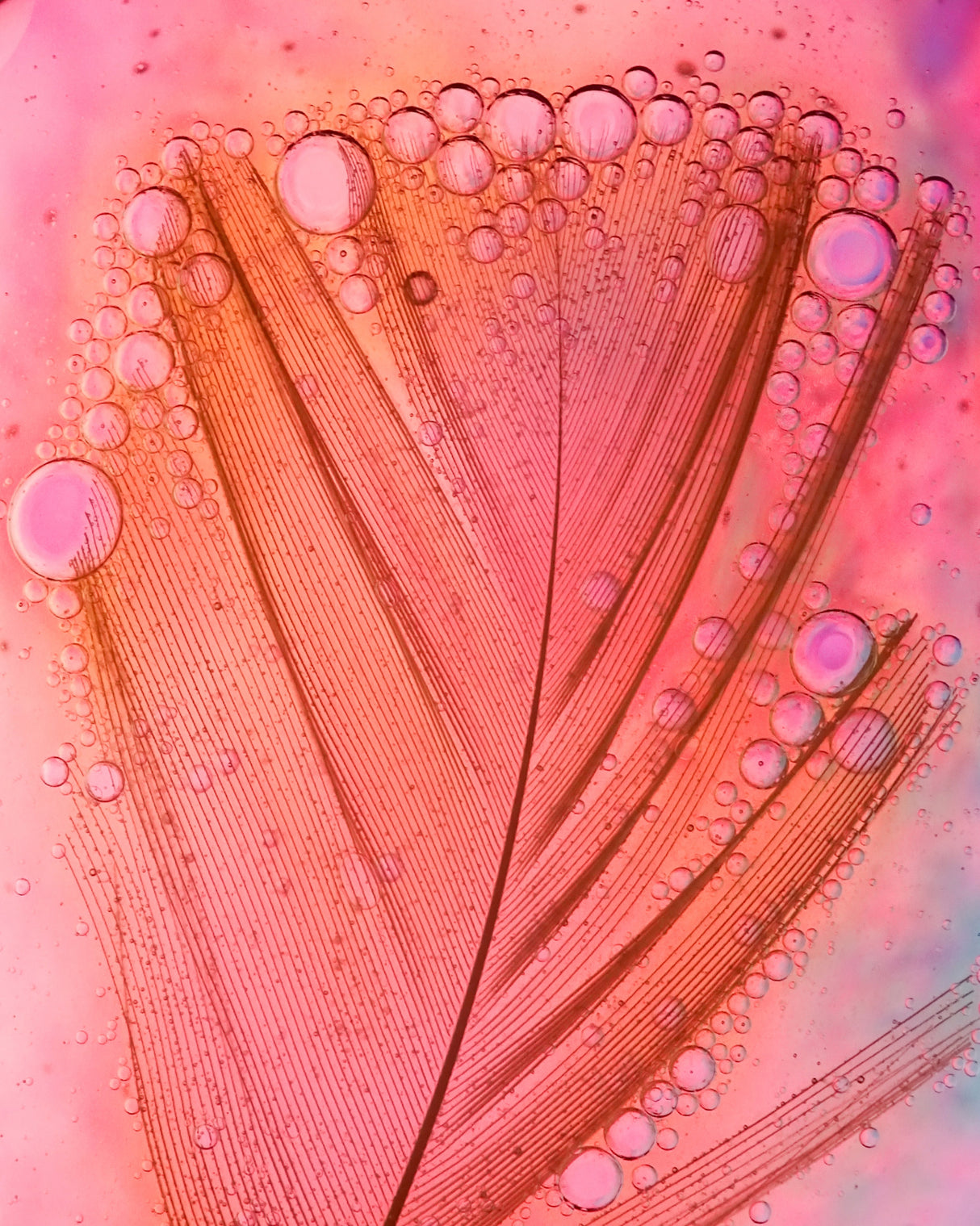 Feather, Oil and Water Poster och Canvastavla