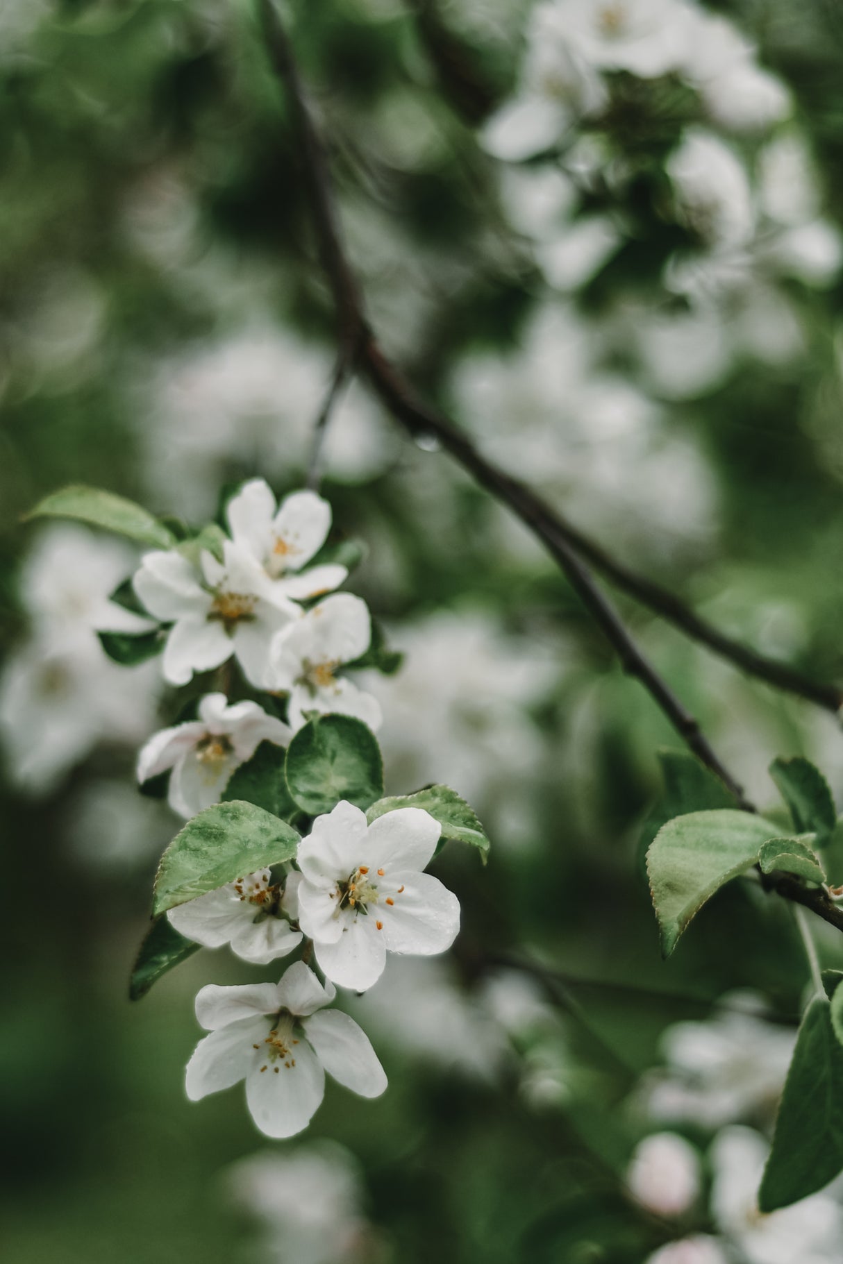Spring Series - Apple Blossoms in the Rain 3/12 Poster och Canvastavla