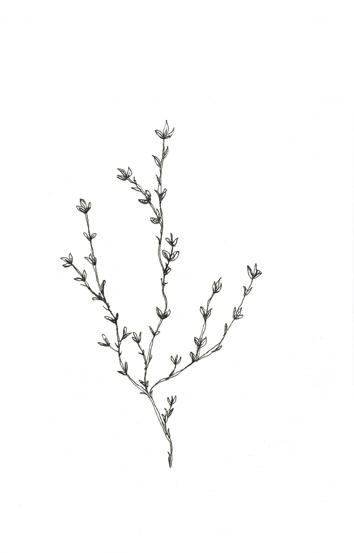 Botanical Trio 2 Poster och Canvastavla