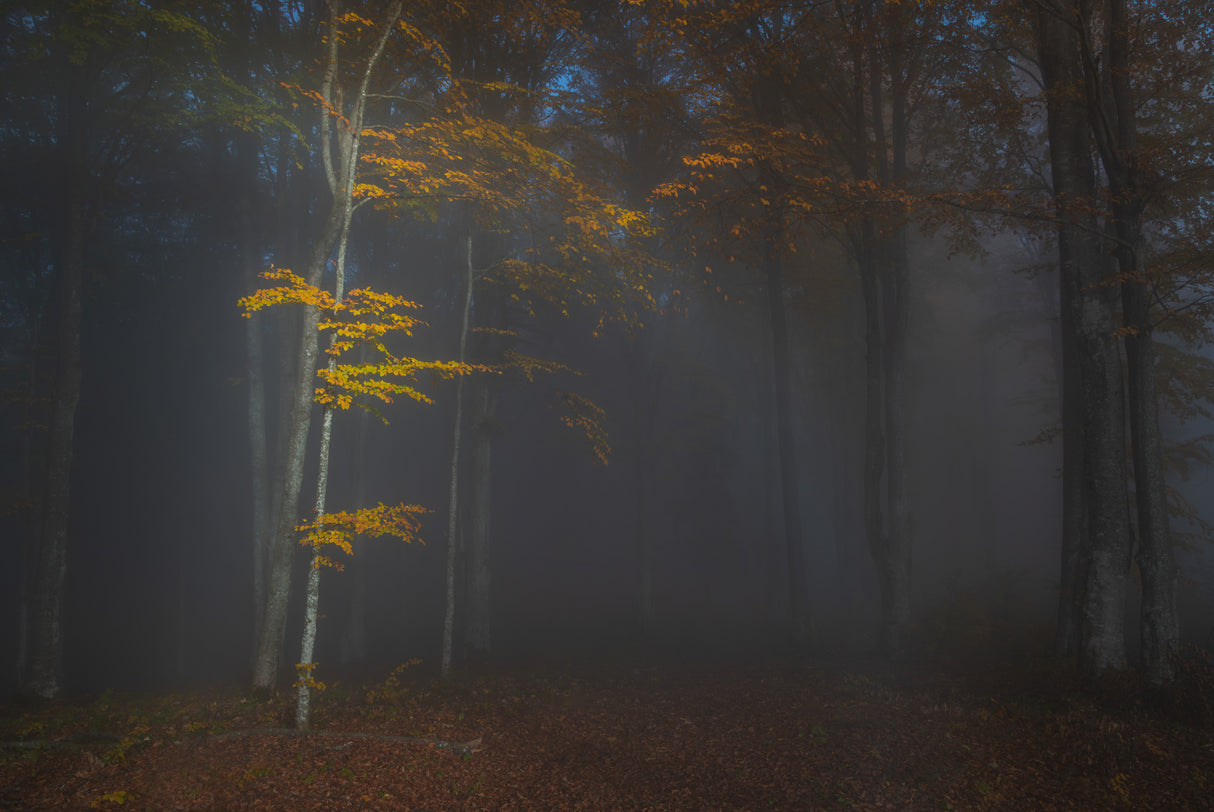 Autumn light Poster och Canvastavla