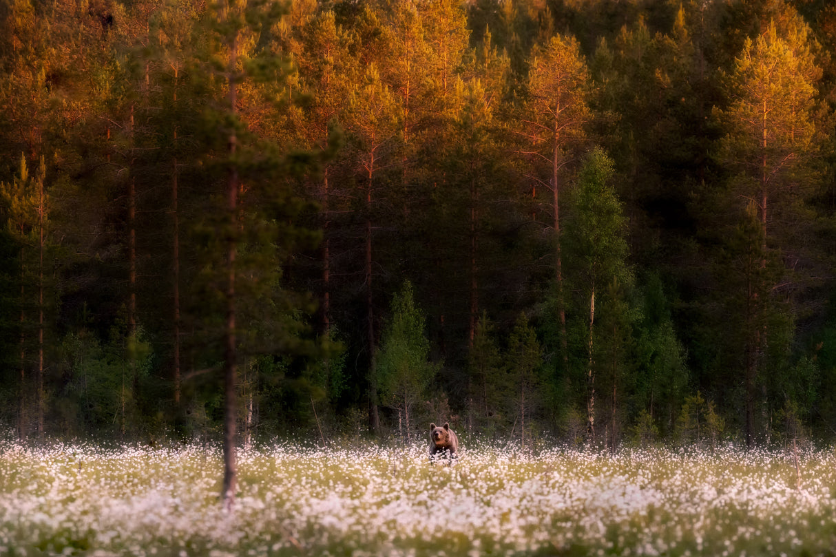 Burning northern forest Poster och Canvastavla