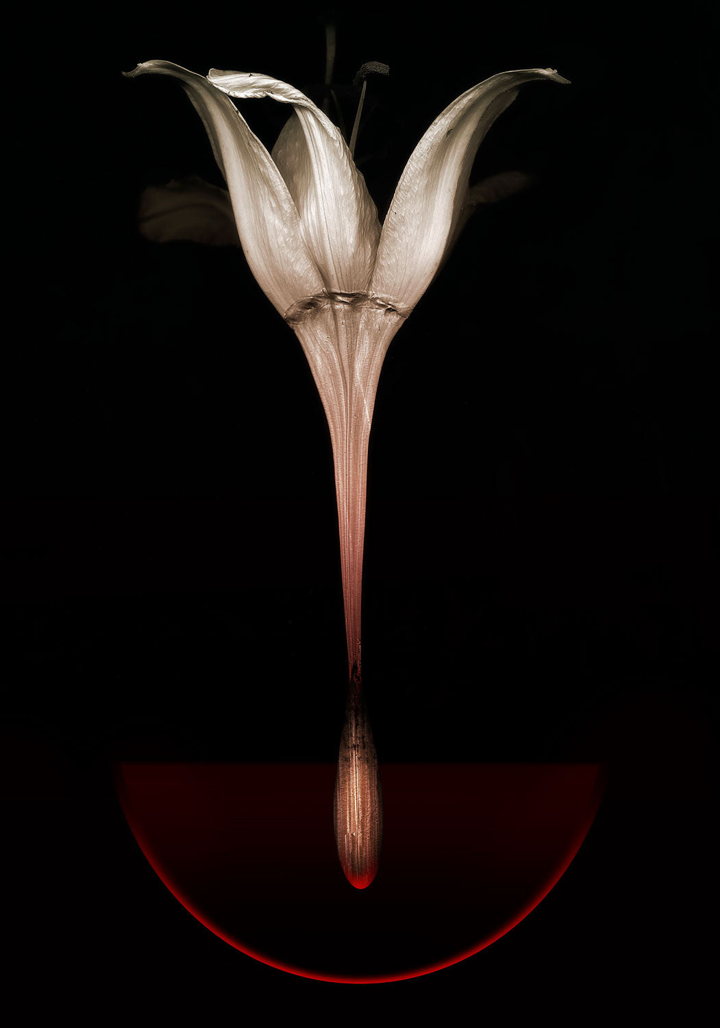Floating lily Poster och Canvastavla