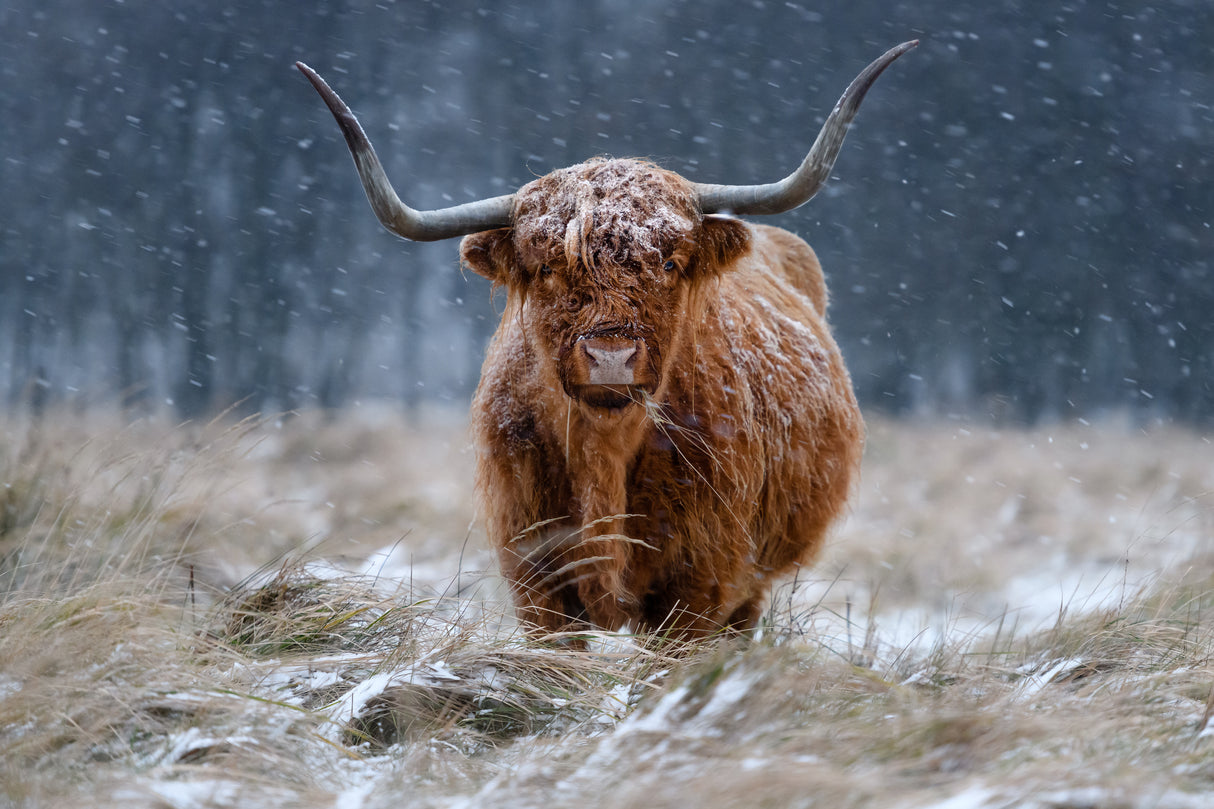 Snowy Highland cow Poster och Canvastavla