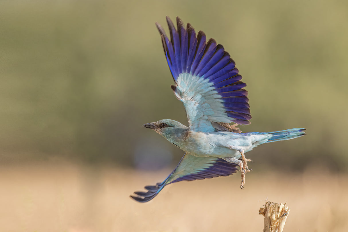 European roller Poster och Canvastavla