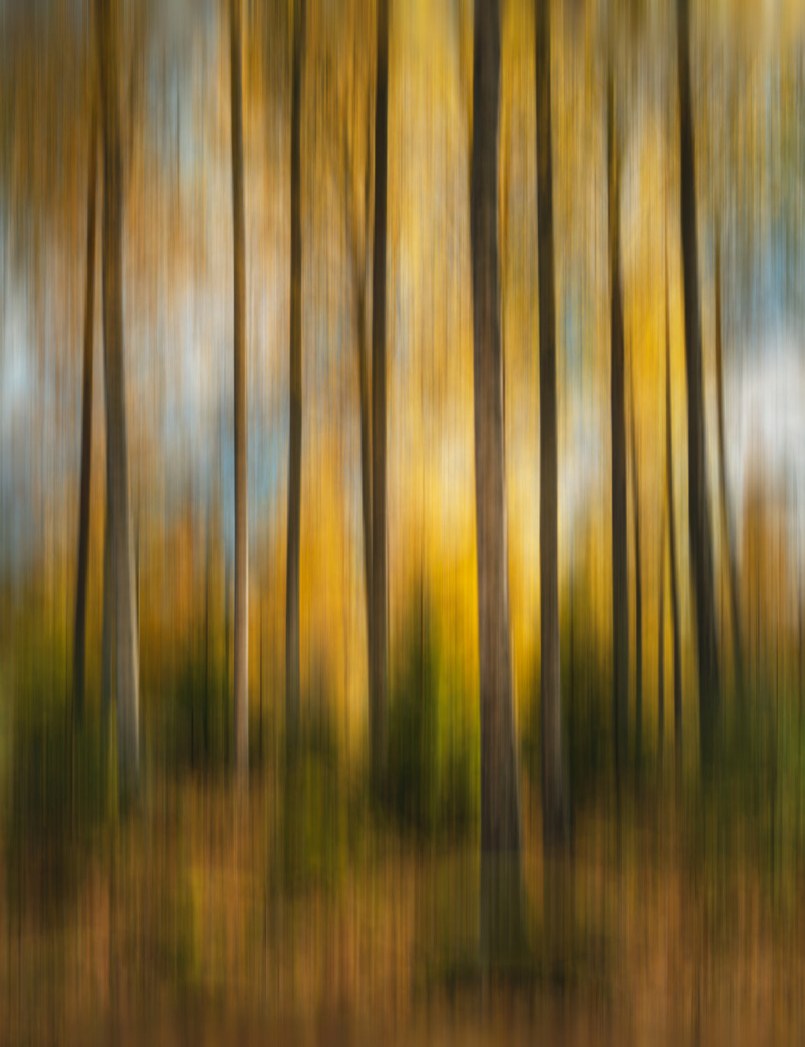 Autumn forest shaky Poster och Canvastavla