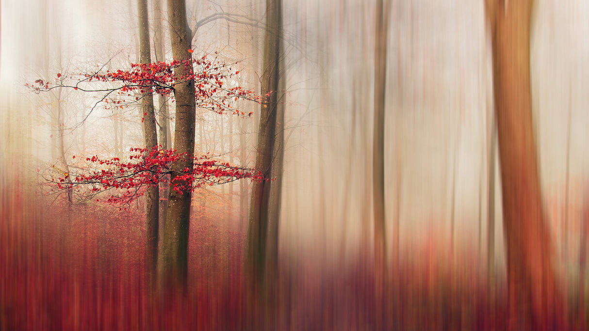 Red Leaves. Poster och Canvastavla