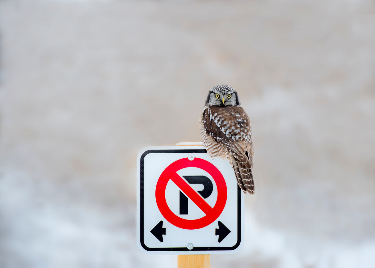 No Parking Poster och Canvastavla