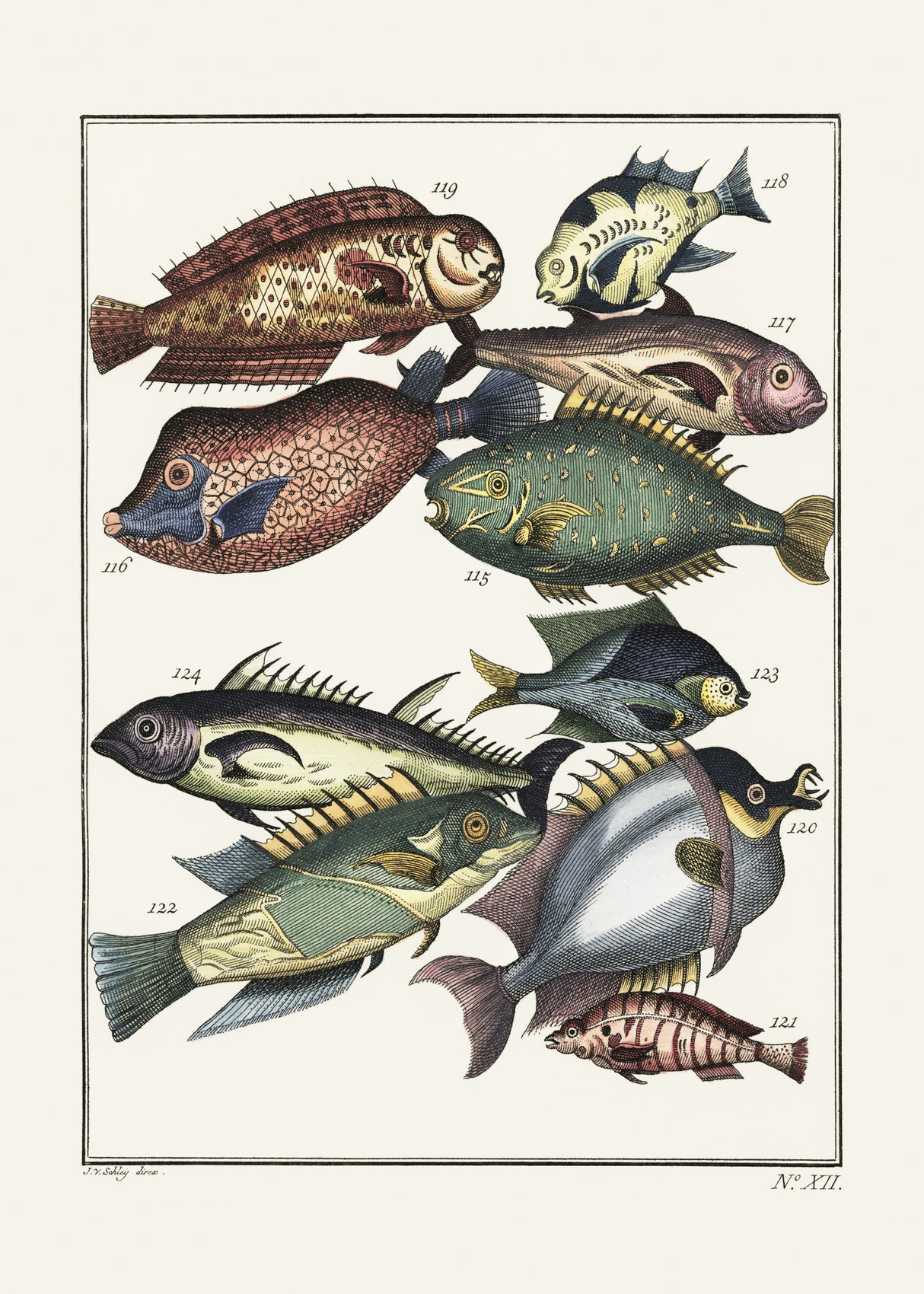Exotic Fish (1767) By J V Schley Poster och Canvastavla