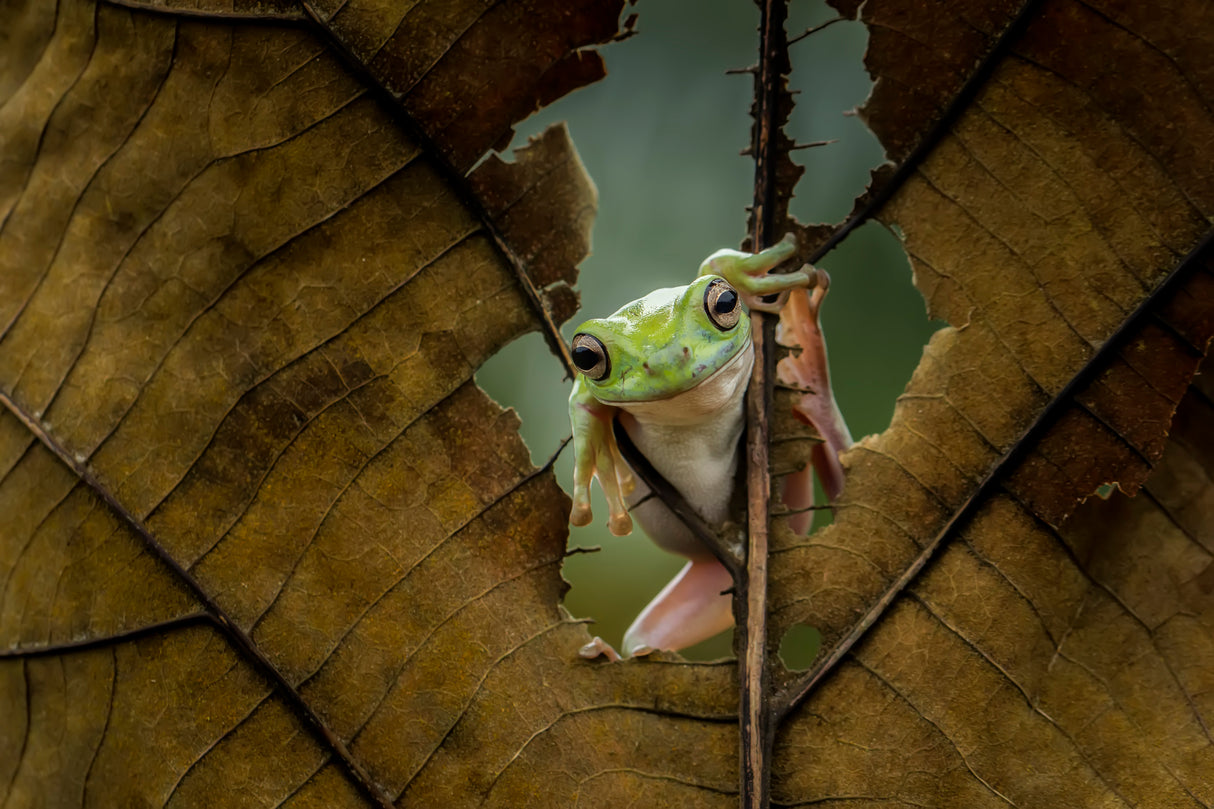 Peek A Boo Poster och Canvastavla