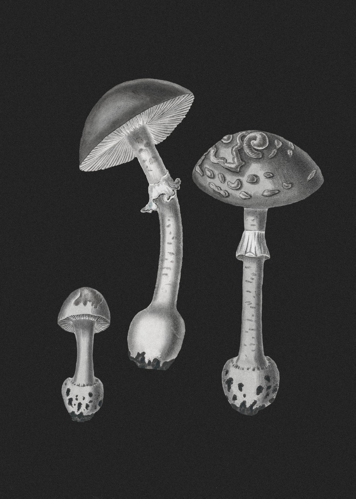 Amanita Muscaria Black Backgound BW Poster och Canvastavla