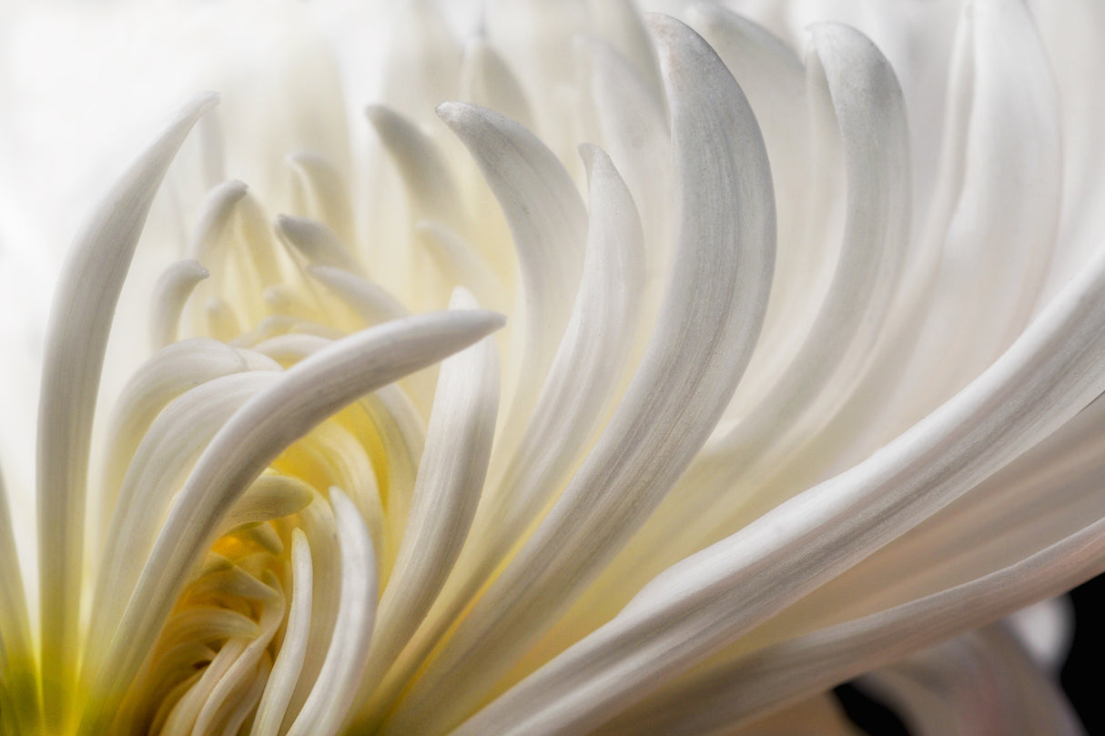 Dahlia 5 Poster och Canvastavla