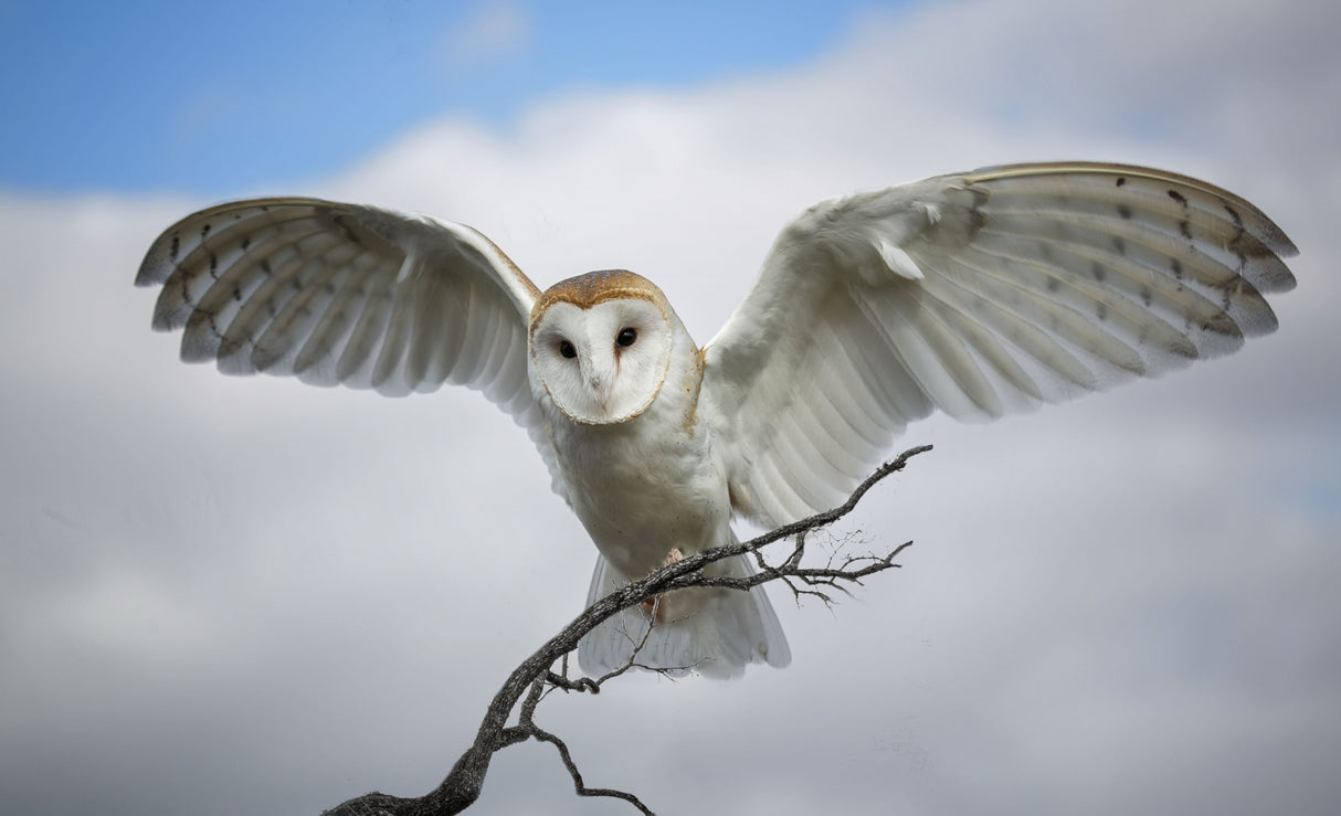 Snowy Owl Poster och Canvastavla