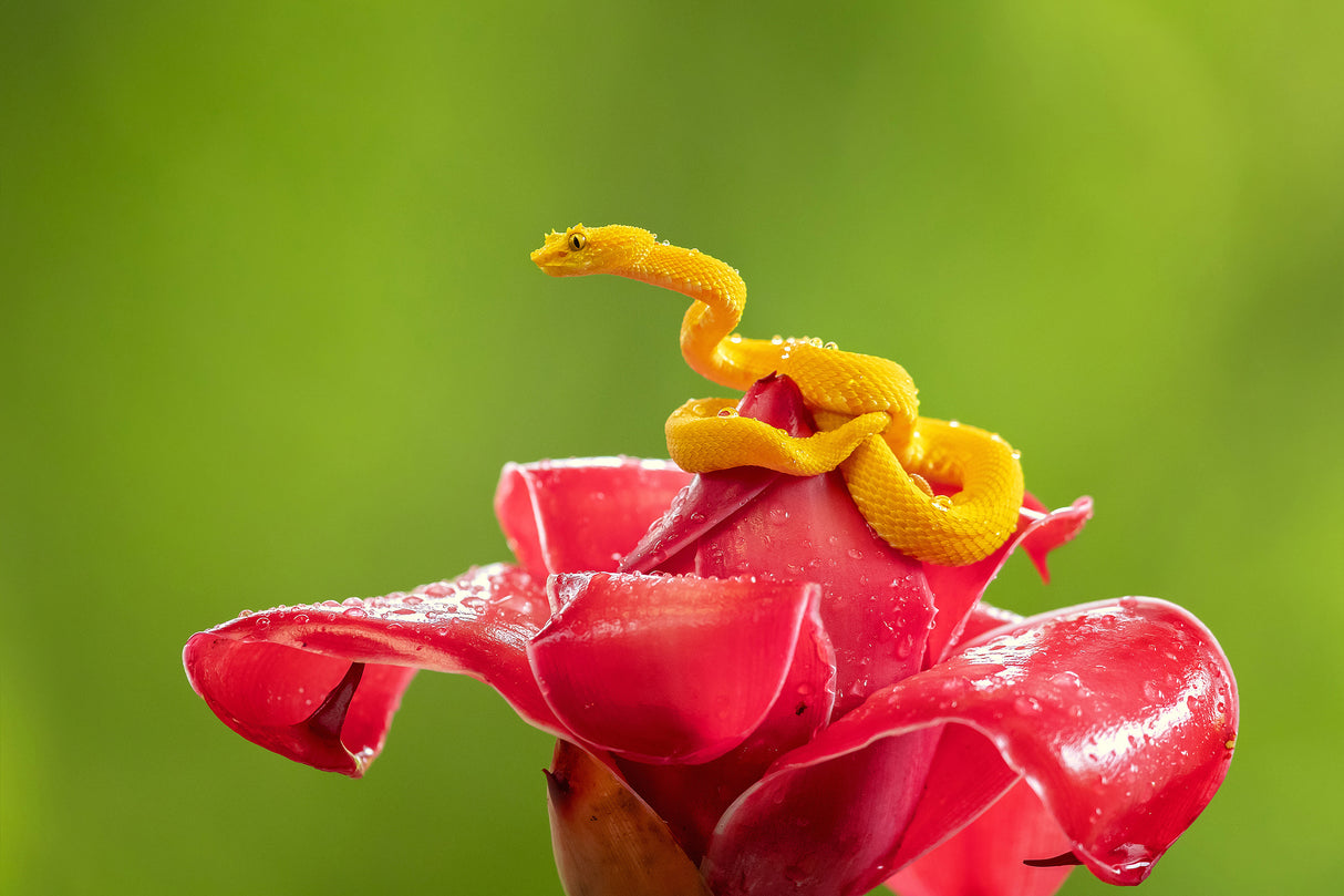 Eyelash Viper Poster och Canvastavla